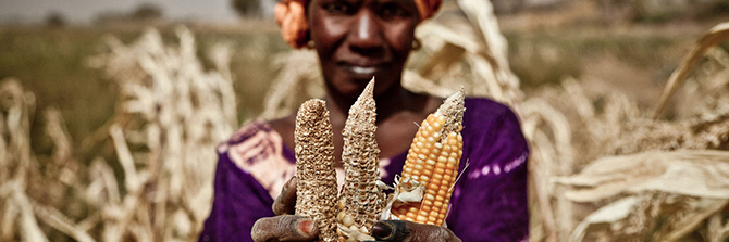 Woman with dried ears of corn