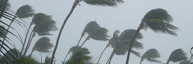 Hurricane pushing palm trees