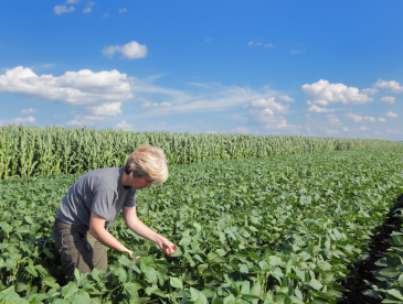 A woman bends down to inspect healthy looking soybeans. She has short gray-blonde hair, white skin, khaki pants and a gray tee shirt.