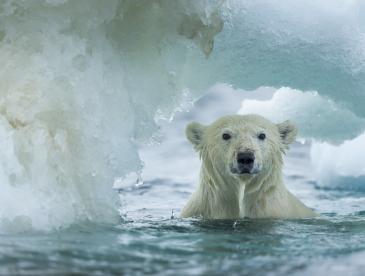 Polar Bear swimming through melting sea ice near Harbour Islands