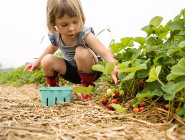 Cute child in red boots crouching down in a field to pick strawberries