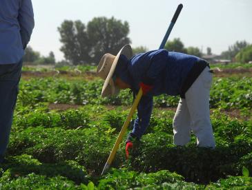 Workers weed a field of peppers on Rick and Robyn Purdum's farm.