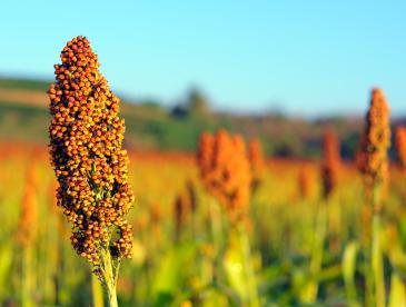 Sorghum close up in the sun